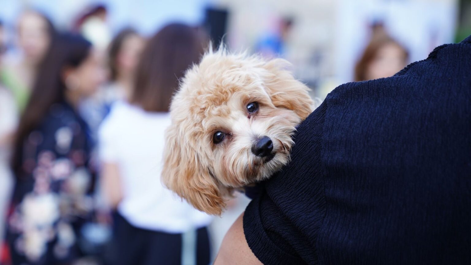 Top 5 Beratungsformate für Hundehalter: Von der Messe bis online Top 5 Beratungsformate für Hundehalter: Von der Messe bis online