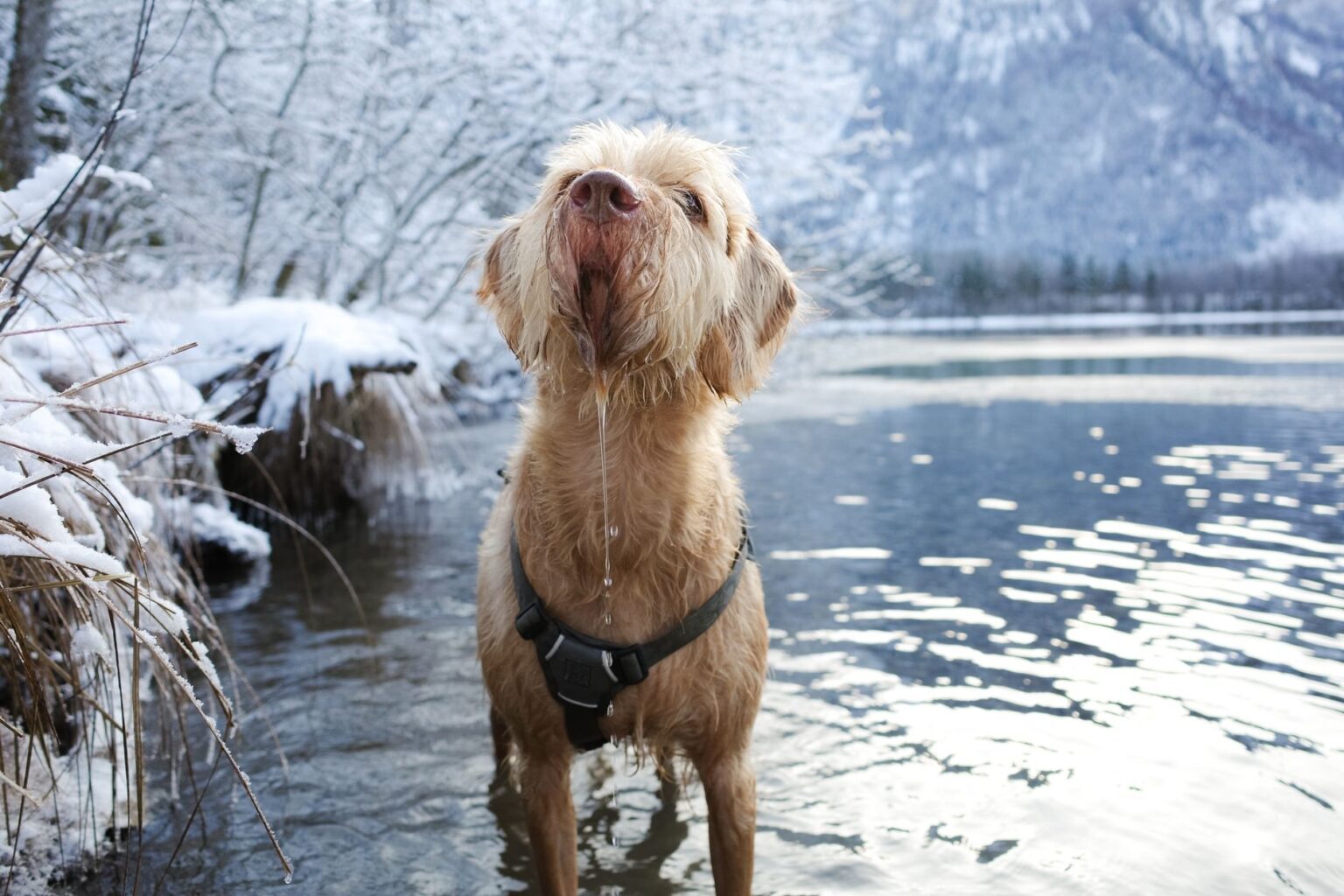 Durchfall beim Hund: Was tun und wann zum Tierarzt?
